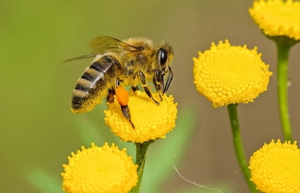 Le Rotary agit pour la pollinisation, source de vie.